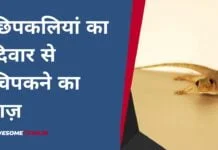 छिपकलियां का दिवार से चिपकने का राज़