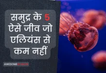 समुद्र के 5 ऐसे जीव जो एलियंस से कम नहीं